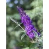 Buddleja Psychedelic Sky - Arbre Aux Papillons 1 Buddleja Psychedelic Sky - Arbre Aux Papillons -Naturelle Boutique buddleja psychedelic sky 100418 1