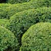 Buis Boule - Buxus Sempervirens -Naturelle Boutique buis double buxus sempervirens 7524 2