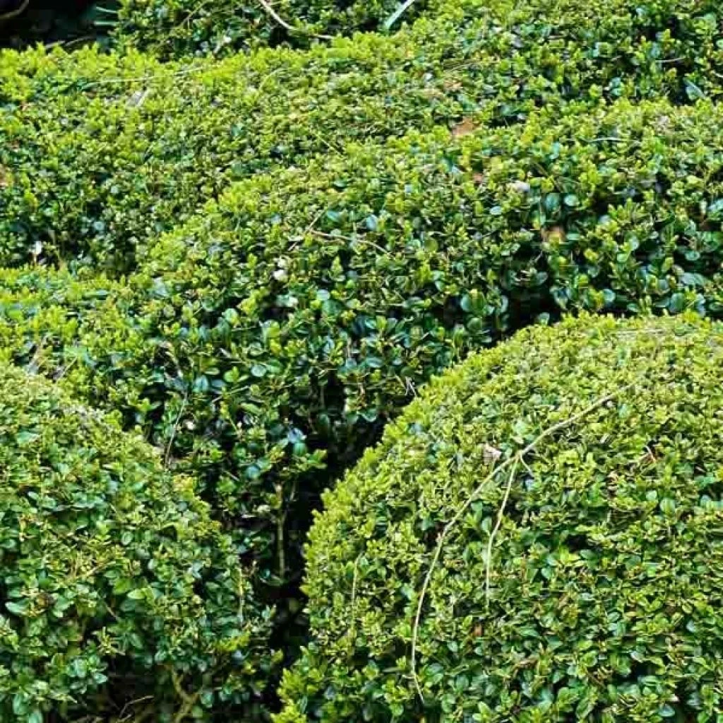 Buis Boule - Buxus Sempervirens 3 Buis Boule - Buxus Sempervirens