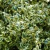 Buis Commun Panaché - Buxus Sempervirens Elegans -Naturelle Boutique buxus sempervirens elegans 83975 2