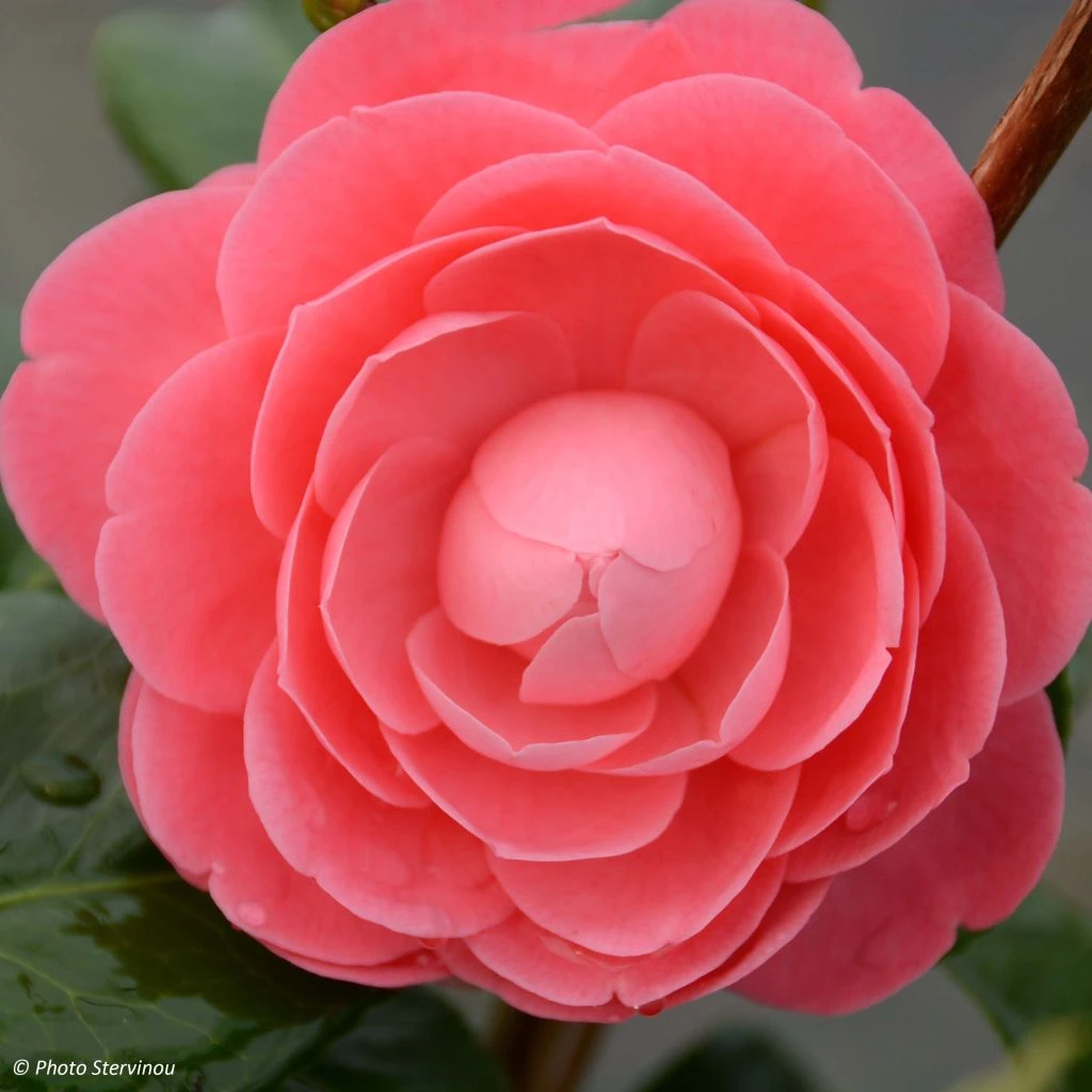 Camélia Valtevareda - Camellia Japonica 3 Camélia Valtevareda - Camellia Japonica