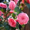 Camélia Mrs. Tingley - Camellia Japonica -Naturelle Boutique camellia japonica mrs tingley 87692 1