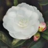 Camélia D'automne - Camellia Sasanqua Early Pearly 1 Camélia D'automne - Camellia Sasanqua Early Pearly -Naturelle Boutique camellia sasanqua early pearly 7976 1