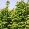 Carpinus Betulus Stegemanns Primus - Charme Commun 1 Carpinus Betulus Stegemanns Primus - Charme Commun -Naturelle Boutique carpinus betulus stegemanns primus 100428 1