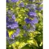 Caryopteris Clandonensis Good As Gold - Spirée Bleue -Naturelle Boutique caryopteris clandonensis good as gold 100430 1