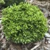 Cryptomeria Japonica Green Pearl - Cèdre Du Japon -Naturelle Boutique cedre du japon green pearl 22974