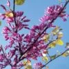 Cercis Siliquastrum - Arbre De Judée -Naturelle Boutique cercis Siliquastrum ld miluz 7583 1