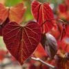 Gainier Du Canada - Cercis Canadensis Red Force -Naturelle Boutique cercis canadensis red force copyright 1004381 1 1