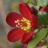 Cognassier Du Japon Hot Fire - Chaenomeles Speciosa -Naturelle Boutique chaenomeles speciosa hot fire 7817 1