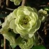 Cognassier Du Japon Kinshiden - Chaenomeles Speciosa -Naturelle Boutique chaenomeles speciosa kinshiden 7580 1