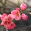 Cognassier Du Japon Pink Lady - Chaenomeles Superba 1 Cognassier Du Japon Pink Lady - Chaenomeles Superba -Naturelle Boutique chaenomeles superba pink lady 7966 2