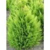 Chamaecyparis Lawsoniana Alumigold - Cyprès De Lawson -Naturelle Boutique chamaecyparis lawsoniana alumigold 1004442 1