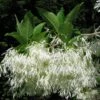 Chionanthus Virginicus - Arbre De Neige 1 Chionanthus Virginicus - Arbre De Neige -Naturelle Boutique chionanthus virginicus 79782 2