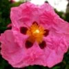Cistus Purpureus - Ciste Pourpre -Naturelle Boutique cistus purpureus 7526 1