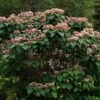 Arbre De La Chance - Clerodendrum Trichotomum, Clérodendron 2 Arbre De La Chance - Clerodendrum Trichotomum, Clérodendron -Naturelle Boutique clerodendrum trichotomum clerodendron 9559 1 1