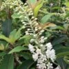 Clethra Barbinervis Great Star -Naturelle Boutique clethra barbinervis great star 15384 1