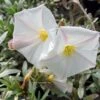 Convolvulus Cneorum - Liseron Argenté -Naturelle Boutique convolvulus cneorum 7566 1