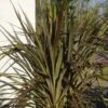 Cordyline X Banksii Electric Star 1 Cordyline X Banksii Electric Star -Naturelle Boutique cordyline x banksii electric star 100459 1
