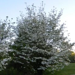 Cornus Florida Cloud Nine - Cornouiller à Fleurs D'Amérique.