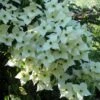 Cornus Kousa Milky Way- Cornouiller Du Japon Blanc -Naturelle Boutique cornus kousa milky way 781212 1 2