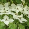 Cornus Kousa Robert's Select - Cornouiller Du Japon -Naturelle Boutique cornus kousa robert s select 100465 1