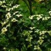 Cornus Kousa Wieting's Select - Cornouiller Du Japon -Naturelle Boutique cornus kousa wieting s select 100467 1