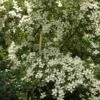 Cornus Norman Hadden - Cornouiller à Fleurs 1 Cornus Norman Hadden - Cornouiller à Fleurs -Naturelle Boutique cornus norman hadden 83895 1
