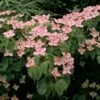 Cornus Kousa Satomi - Cornouiller Du Japon Rose -Naturelle Boutique cornus ou cornouiller kousa satomi 781320 4