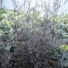 Corokia Cotoneaster 2 Corokia Cotoneaster -Naturelle Boutique corokia cotoneaster 7804 1