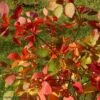 Cotinus Coggygria Flame - Arbre à Perruque -Naturelle Boutique cotinus coggygria flame 100476 1