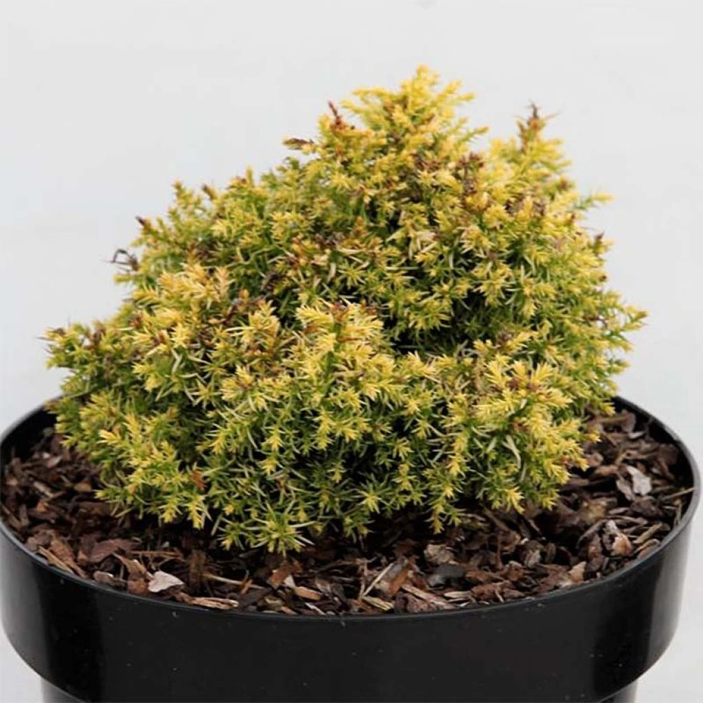 Cryptomeria Japonica Twinkle Toes 3 Cryptomeria Japonica Twinkle Toes
