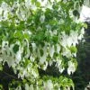 Arbre Aux Mouchoirs - Davidia Involucrata Var. Vilmoriniana -Naturelle Boutique davidia involucrata 7906 1