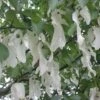 Arbre Aux Mouchoirs - Davidia Involucrata Sonoma -Naturelle Boutique davidia involucrata sonoma 84230 2