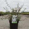 Deutzia Monbeigii 2 Deutzia Monbeigii -Naturelle Boutique deutzia monbeigii arbustes 100487 1