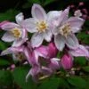 Deutzia Purpurascens Kalmiiflora - Deutzie -Naturelle Boutique deutzia purpurascens kalmiiflora 781603 1 1