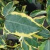 Elaeagnus Ebbingei Gilt Edge - Chalef 2 Elaeagnus Ebbingei Gilt Edge - Chalef -Naturelle Boutique elaeagnus ebb Gilt Edge 7908 1