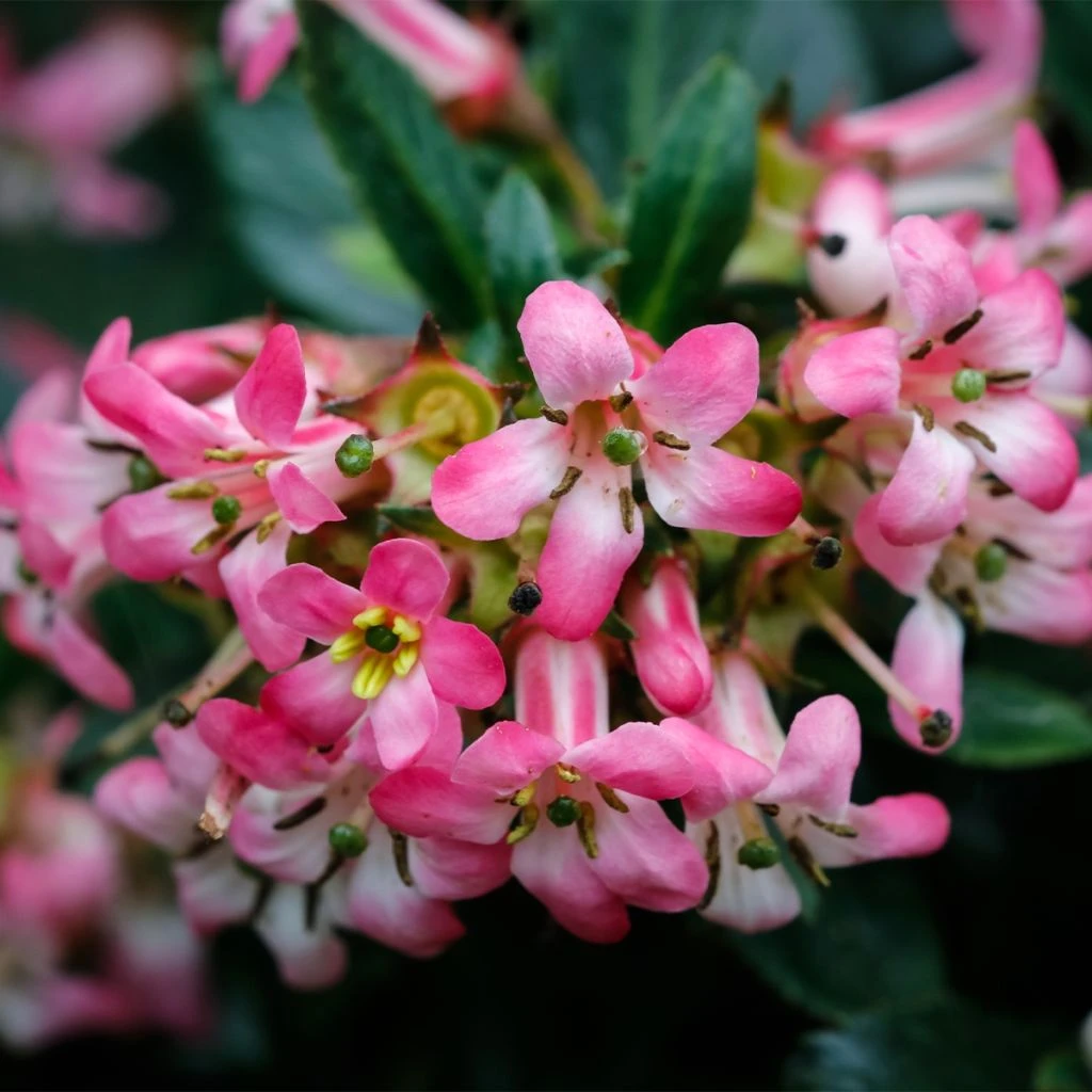 Escallonia Hybride Show Stopper 3 Escallonia Hybride Show Stopper