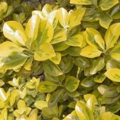 Euonymus Japonicus Aureus - Fusain Du Japon