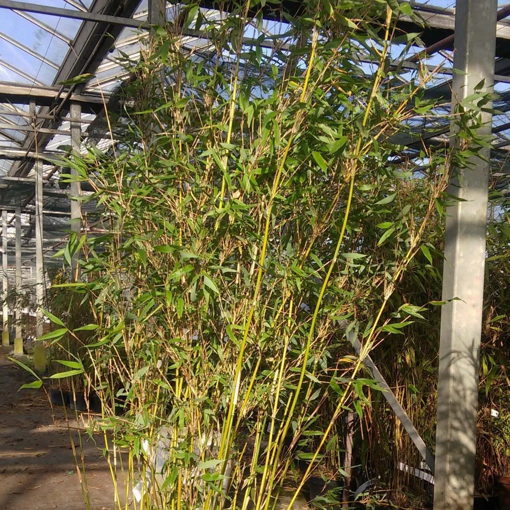 Fargesia Denudata Lancaster 1 - Bambou Non Traçant. 3 Fargesia Denudata Lancaster 1 - Bambou Non Traçant.