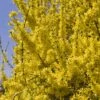 Forsythia (x) Intermedia Minigold - Mimosa De Paris -Naturelle Boutique forsythia intermedia minigold 84077 1
