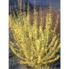 Mimosa De Paris - Forsythia X Intermedia Mindor -Naturelle Boutique forsythia x intermedia mindor 1006242 1