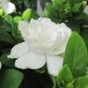 Gardenia Jasminoides Crown Jewel - Jasmin Du Cap -Naturelle Boutique gardenia crown jewel jasmin du cap 9685 1 1