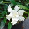 Gardenia Jasminoides Perfumed Petticoats 1 Gardenia Jasminoides Perfumed Petticoats -Naturelle Boutique gardenia jasminoides perfumed petticoats 83325 1