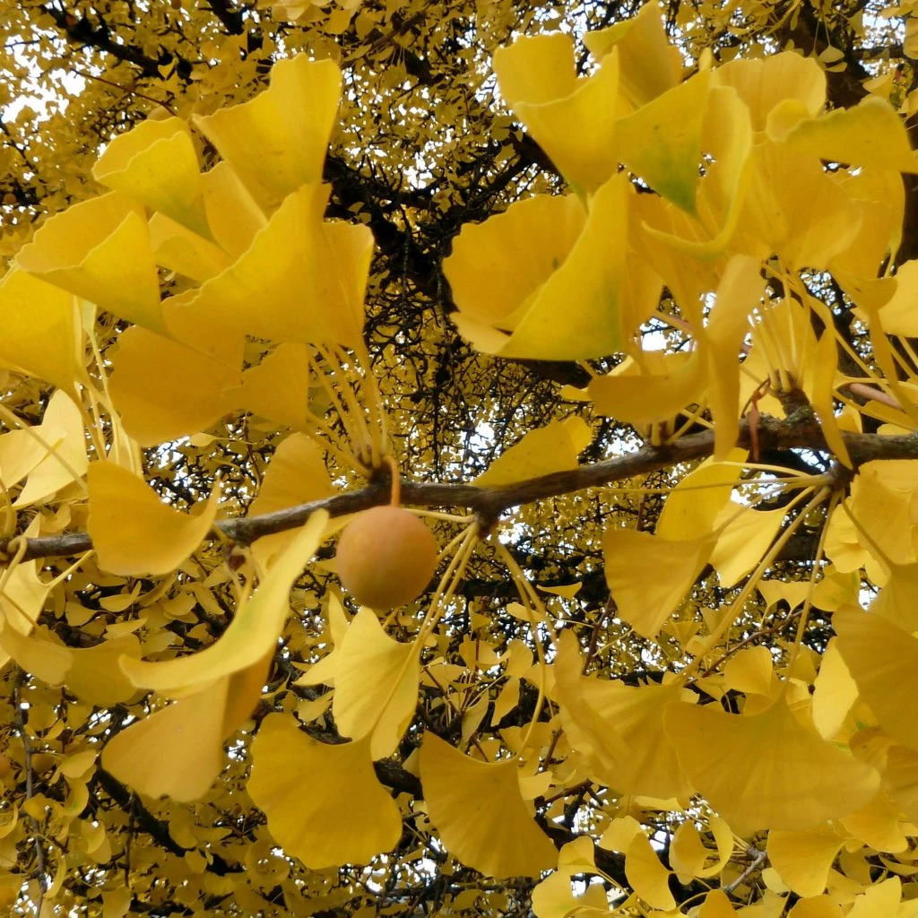 Ginkgo Biloba - Arbre Aux Quarante écus 3 Ginkgo Biloba - Arbre Aux Quarante écus