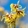 Hamamelis Intermedia Arnold Promise - Noisetier De Sorcière -Naturelle Boutique hamamelis intermedia arnold promise noisetier de sorciere 781609 1