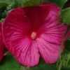 Hibiscus Moscheutos Rose - Hibiscus Des Marais -Naturelle Boutique hibiscus moscheutos rose hibiscus des marais 83346 1 1 1