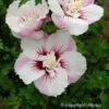 Hibiscus Syriacus Pinky Spot - Althéa Rose 1 Hibiscus Syriacus Pinky Spot - Althéa Rose -Naturelle Boutique hibiscus pinky spot 9543 1