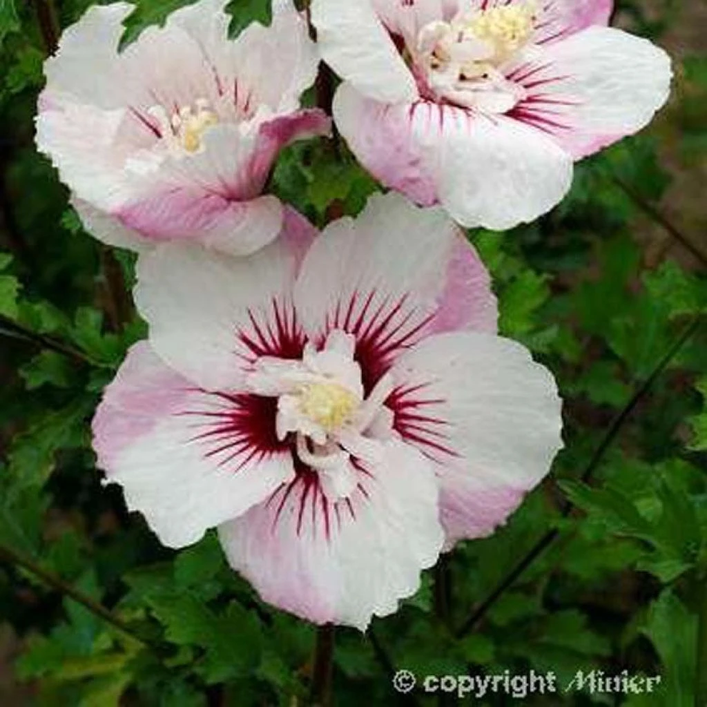 Hibiscus Syriacus Pinky Spot - Althéa Rose 3 Hibiscus Syriacus Pinky Spot - Althéa Rose