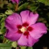 HIbiscus Russian Violet (II) - Althea Rose Violacé 1 HIbiscus Russian Violet (II) - Althea Rose Violacé -Naturelle Boutique hibiscus russian violet 85805 1