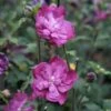 Hibiscus Syriacus Purple Ruffles - Althea Double Pourpre -Naturelle Boutique hibiscus syriacus Purple Ruffles 81392 1